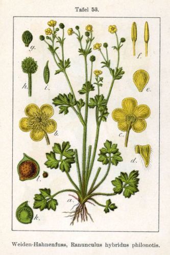 Gelotophyllis - Ranunculus philonotis